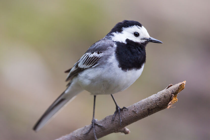 La bergeronnette grise (Motacilla alba)