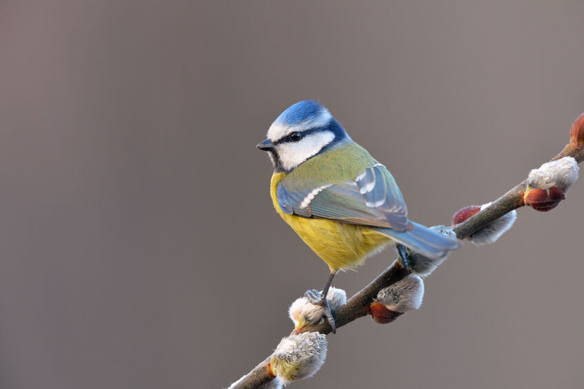La mésange bleue (Cyanistes-caeruleus)