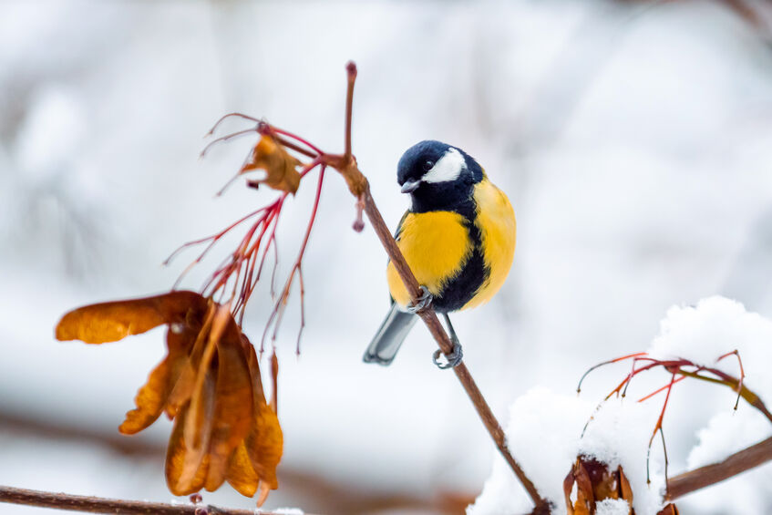La mésange charbonnière (Parus major)