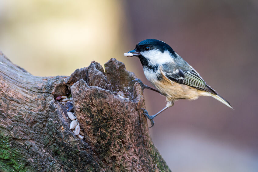 La mésange noire (Periparus ater)