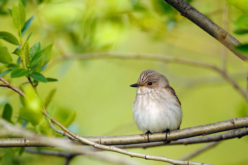 Le gobemouche gris (Musicapa striata)