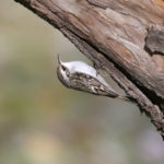 Le grimpereau (Certhia familiaris)