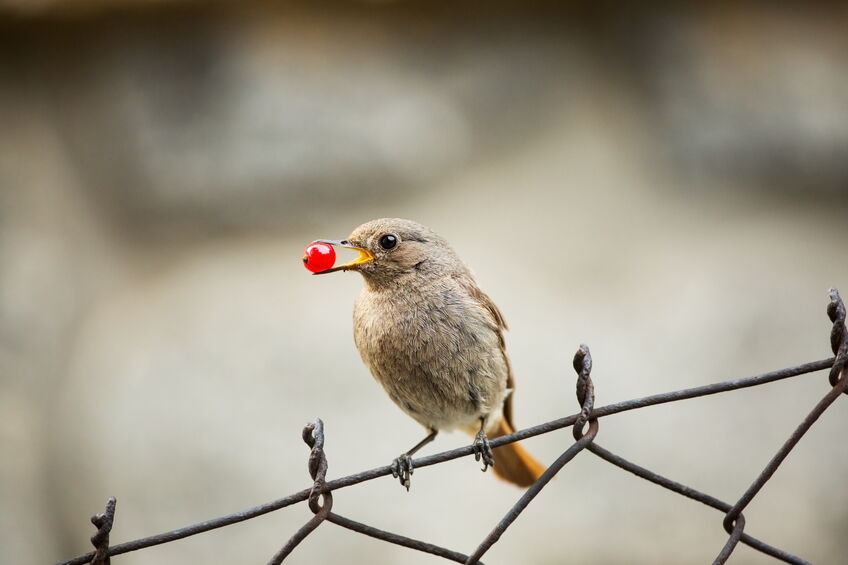 Le rouge-queue à front blanc (Phoenicurus phoenicurus)