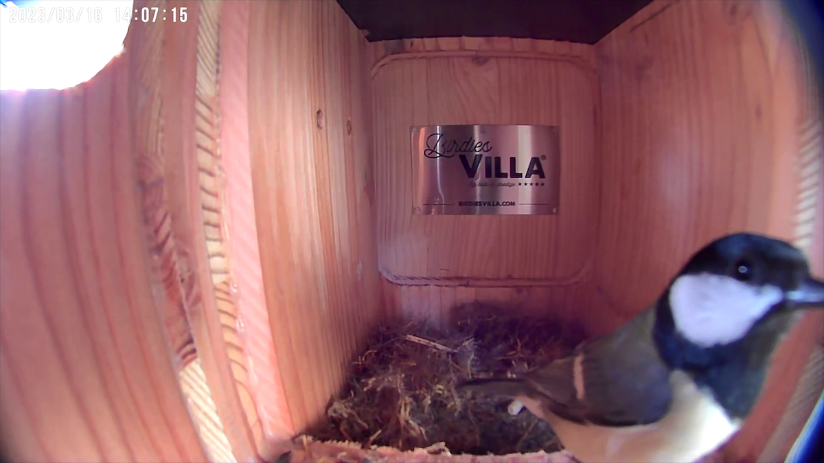 Mésange bleue dans la Birdies Villa